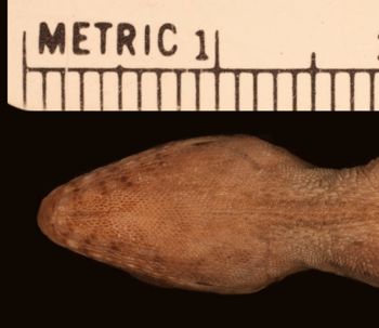 Media type: image;   Herpetology R-32329